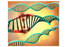 Folic Acid Utilization Ability Genetic Detection